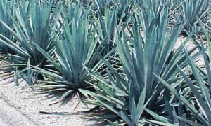 fotos planta Agave