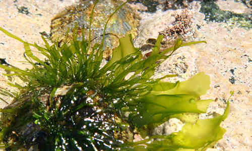 fotos alga nori