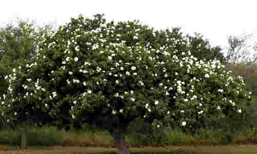 foto planta anacahuita