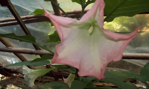 planta floripon