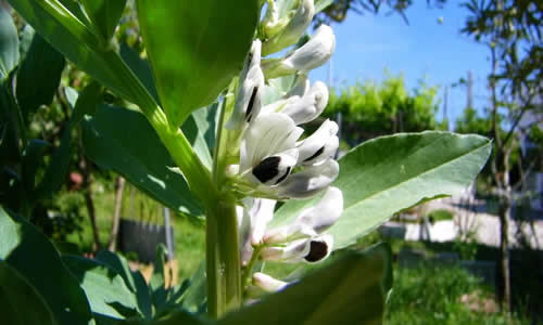 haba planta curativa