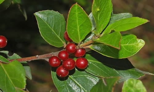 planta Ipecuana