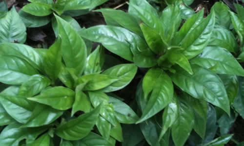 planta Ipecuana