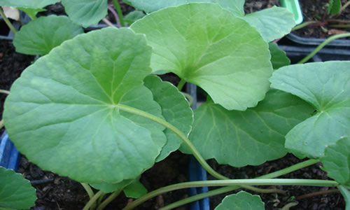 centella asiatica