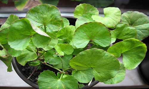 centella asiatica