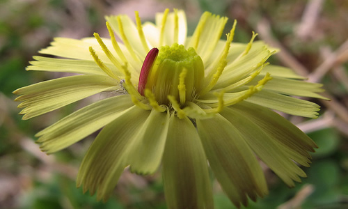 planta medicinal Vellosilla