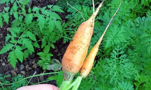 fotos planta zanahorias