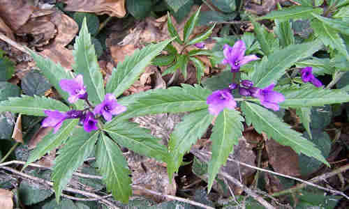 planta Dentaria