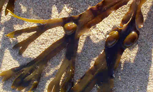 foto alga fucus