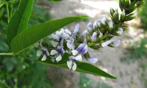 culen planta curativa