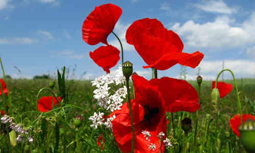 fotos flores amapolas