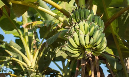 foto planta platanos