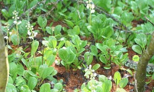 planta pyrola