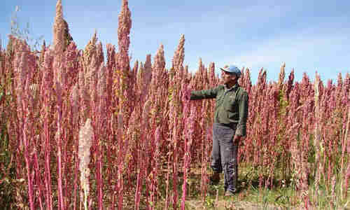 planta foto Quinoa