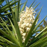 planta Yucca