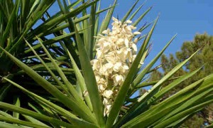 planta Yucca