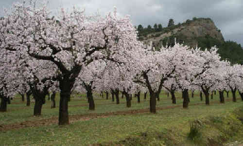 fotos planta almendro