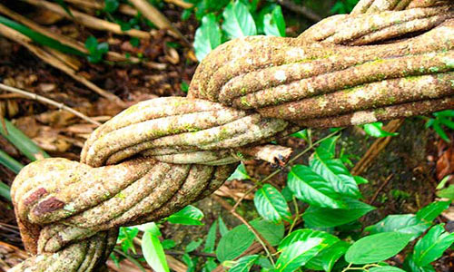 fotos planta ayahuasca