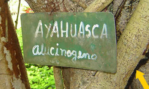 fotos planta ayahuasca