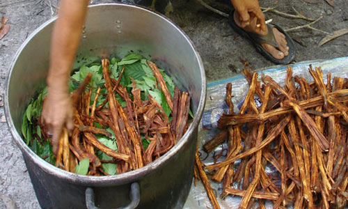 fotos planta ayahuasca