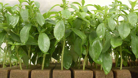 foto planta stevia