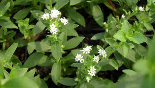 foto planta stevia