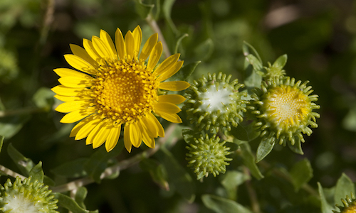 fotos Grindelia Squarrosa