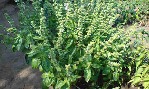 fotos planta albahaca