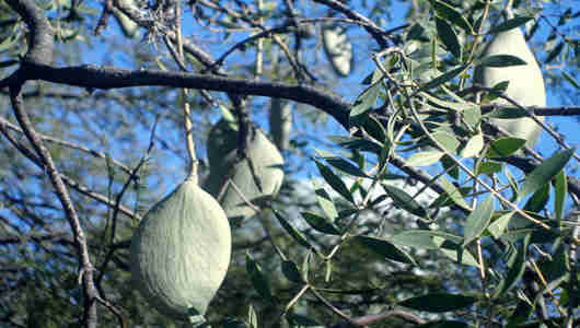 fotos arbol quebracho