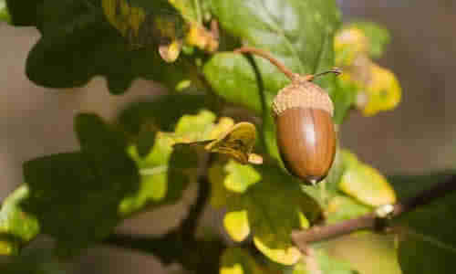 fotos fruta roble