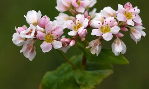 foto Trigo sarraceno flores