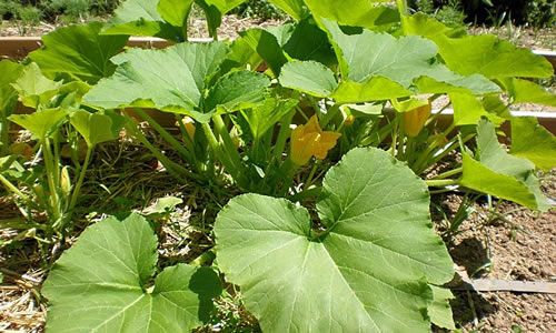 fotos plantas calabaza