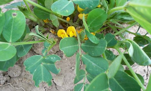 foto Planta cacahuete flor