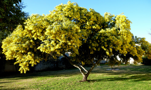 fotos del arbol aromo