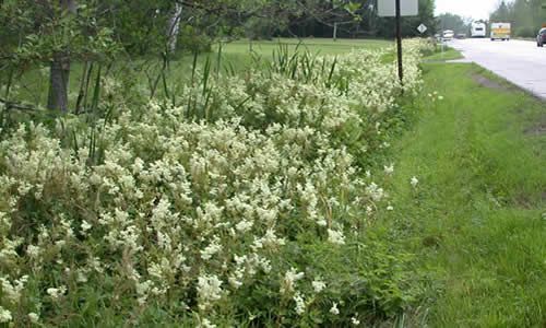 fotos planta Filipendula