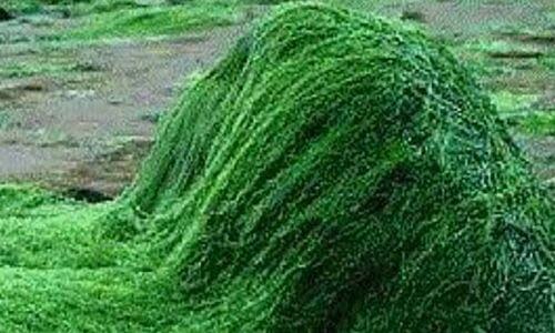 fotos planta Spirulina