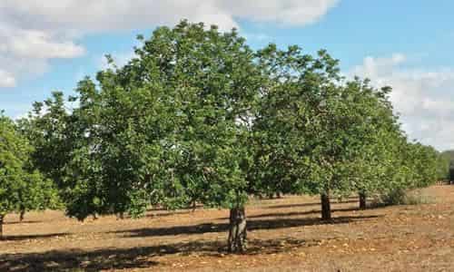 fotos arbol de Algarrobo