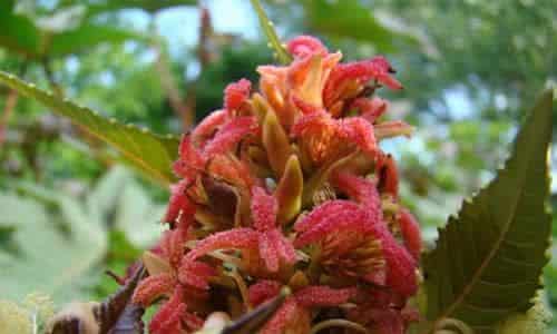fotos planta Ricinus flor