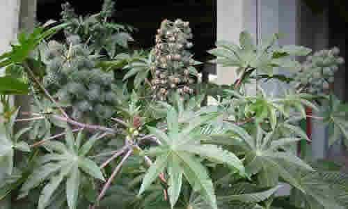 fotos planta Ricinus