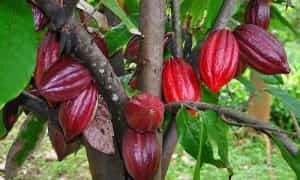 fotos planta cacao
