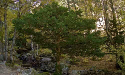 fotos árbol tejo