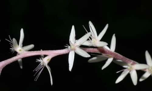 fotos planta Anamu flores