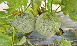 Fotos Planta Melones