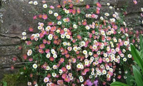 planta Erigeron