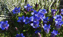 Genciana planta