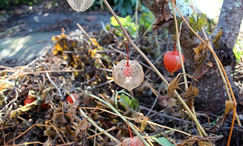 fotos planta Alquequenje