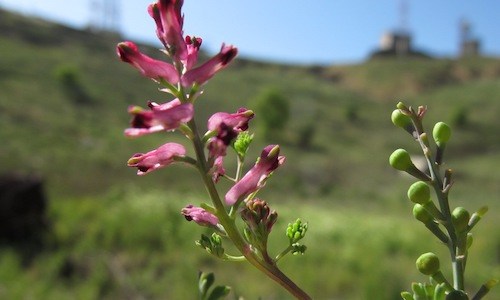 Fumaria Officinalis