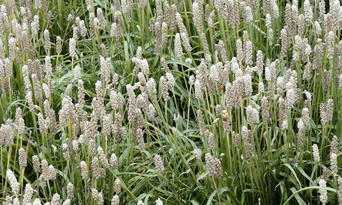 Zaragatona planta