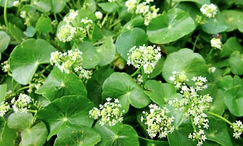 foto planta centella asiatica