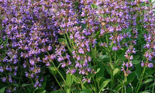 fotos Salvia officinalis